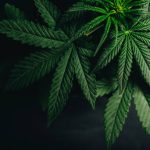 A Beginner Guide to Tasty Cannabis Treats Cannabis edibles in New Rochelle