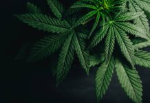 A Beginner Guide to Tasty Cannabis Treats Cannabis edibles in New Rochelle