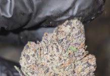 State-by-State Tax Implications for THCa Flower Purchasers Online Buy legal cannabis flower online