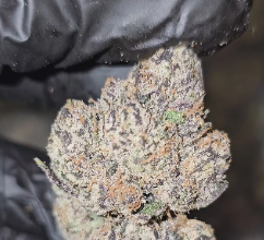 State-by-State Tax Implications for THCa Flower Purchasers Online Buy legal cannabis flower online