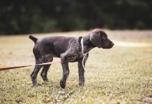 Preparing a Dog for Safer and More Predictable Travel dog training