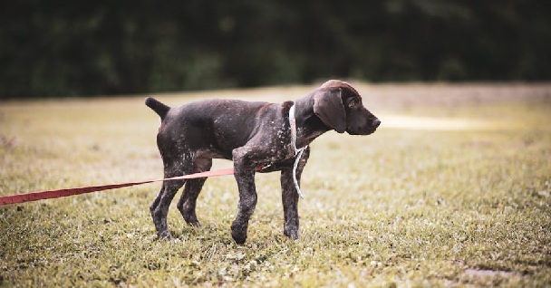 dog training dog training