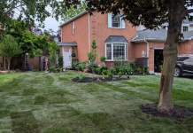 Fall Leaves and Fresh Sod: Protecting a New Niagara Lawn After Installation sod installation