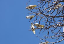 How Bird Pest Control Services Protect Perth Properties Professional bird pest control services