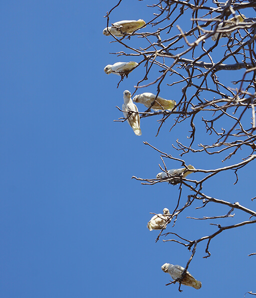 Professional bird pest control services Professional bird pest control services
